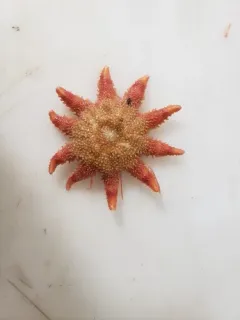 Crossaster squamatus thumbnail 1