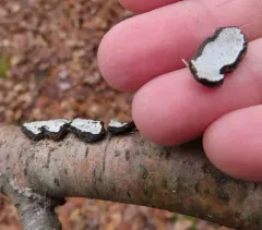 Datroniella scutellata thumbnail 3