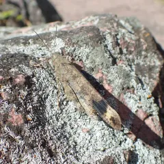 Carolina Grasshopper thumbnail 2