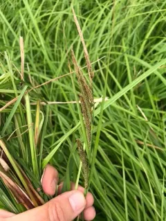estuary sedge thumbnail 3