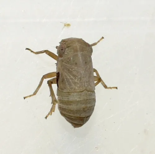 Aphelonema simplex