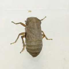 Aphelonema simplex thumbnail 1
