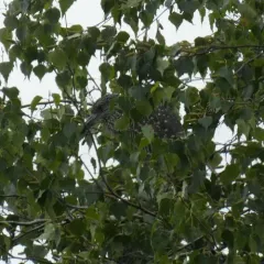 Yellow-crowned Night Heron thumbnail 3