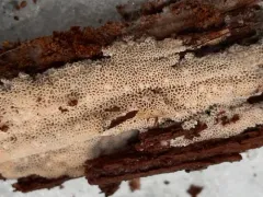 Rhodonia placenta thumbnail 3