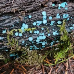 Turquoise Elfcup thumbnail 2