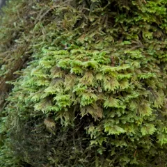 dendroalsia moss thumbnail 3