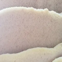 Northern Tooth thumbnail 1