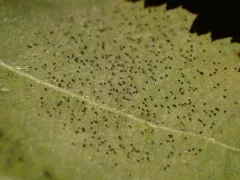 Phyllactinia guttata thumbnail 4