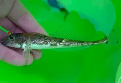 Ribbed Sculpin thumbnail 1