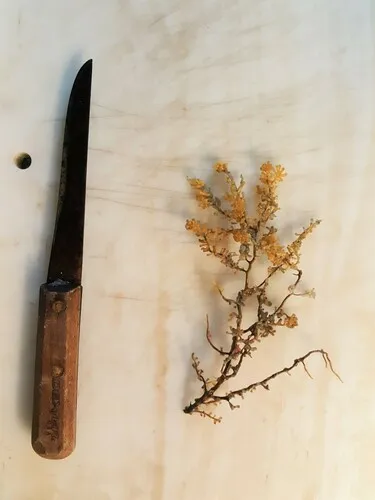 Armoured Sea Fan Coral