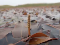 Bog Pondweed thumbnail 2