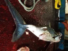 Porbeagle thumbnail 3