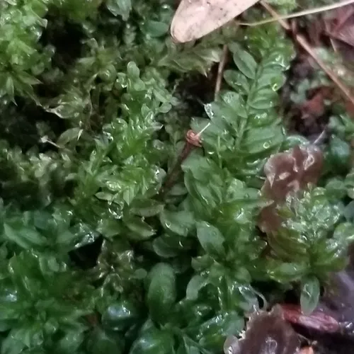 Woodsy Thyme-moss