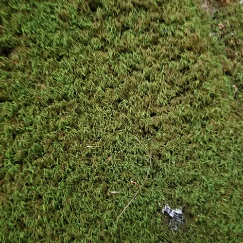 tree-skirt moss