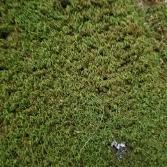 tree-skirt moss thumbnail 1