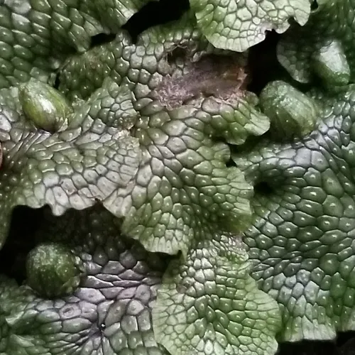 Snakewort