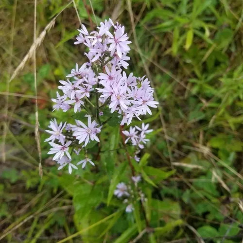 Common Blue Wood Aster
