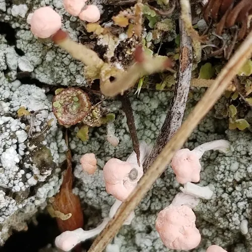 Pink Earth Lichen