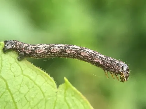 Six-spotted Angle