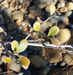 Birchleaf Mountain Mahogany thumbnail 3