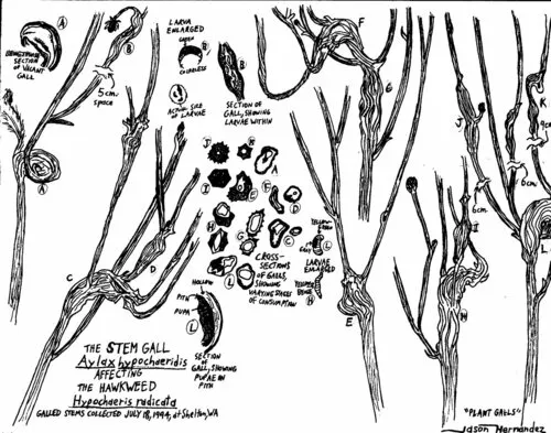 Catsear Gall Wasp