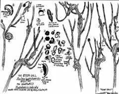 Catsear Gall Wasp thumbnail 1