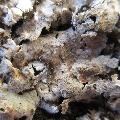 Didymocyrtis foliaceiphila