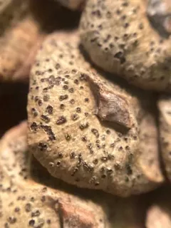 Diplodia tip blight thumbnail 2