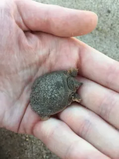 Smooth Softshell thumbnail 4