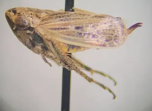 Extrusanus oryssus