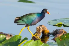 Purple Gallinule thumbnail 5