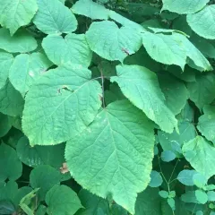 American spikenard thumbnail 1