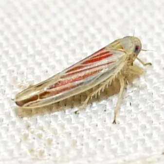Red-streaked Leafhopper
