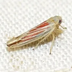 Red-streaked Leafhopper thumbnail 1