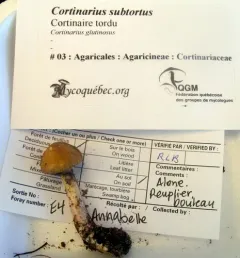 incense webcap thumbnail 3
