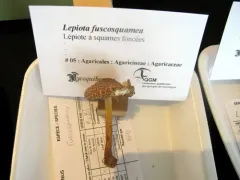Lepiota fuscosquamea thumbnail 3