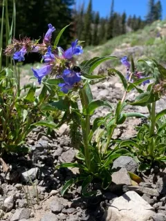 Cache beardtongue thumbnail 4