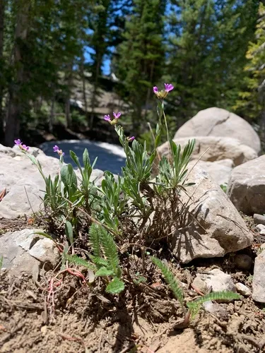 Wasatch Rockcress