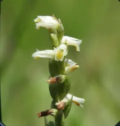 Shining Ladies' Tresses thumbnail 2