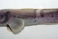 Pale Eelpout thumbnail 2