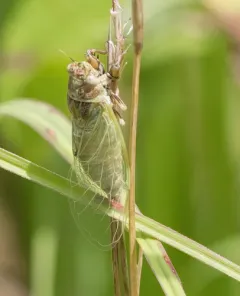 Southern Grass Cicada thumbnail 3