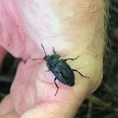 Silpha tristis