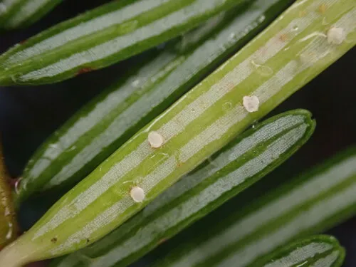 Uredinopsis pteridis