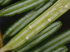 Uredinopsis pteridis thumbnail 1