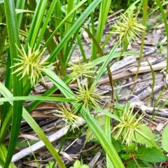 straw-colored flatsedge thumbnail 3