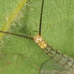 Margined Flat-headed Mayfly thumbnail 4