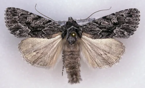 Sympistis californiae