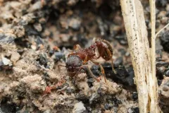 Wide-faced Ant thumbnail 2
