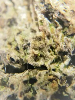 Sclerophora amabilis thumbnail 2