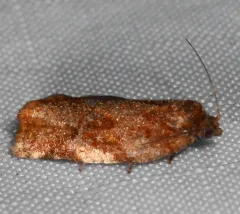 Archips myricana thumbnail 2